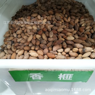 ��鼷N�� ��ӷN�� ��������鼘�N��ɢ�b�N�� ���󃞻� �߳�ѿ��