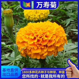 种子;种球;栽培基质