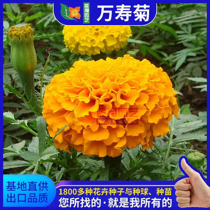 厂家直销万寿菊种子秧苗种籽易活室内盆栽四季通用花卉种子批发