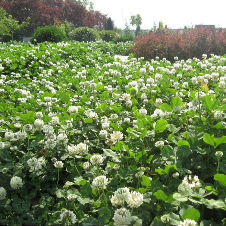 Четыре сезона вечнозеленого белого трехлистного семени красного трехлистного семени травы