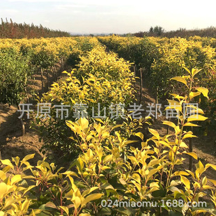 ���~�z�dľ���l���~�lì�����l��G���е���N�_ԭ�в�ɫ��ľ����