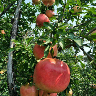 ����ֱ��ܛ��ʯ���籡Ƥ���ʯ����0.5-5����ʯ���ʯ����