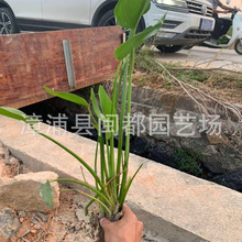 ���~�� ������ ��� 60cm  �����L ���^���Bˮ���� ��������ֱ�l