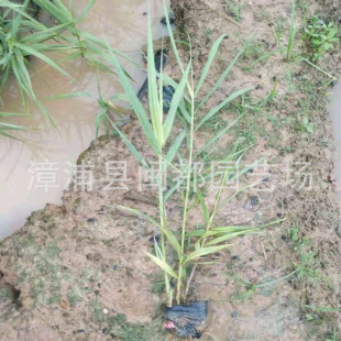 ���~�J��  ���60cm ���� �S�G�l�y �e��ͥԺ������ �F؛ֱ�l