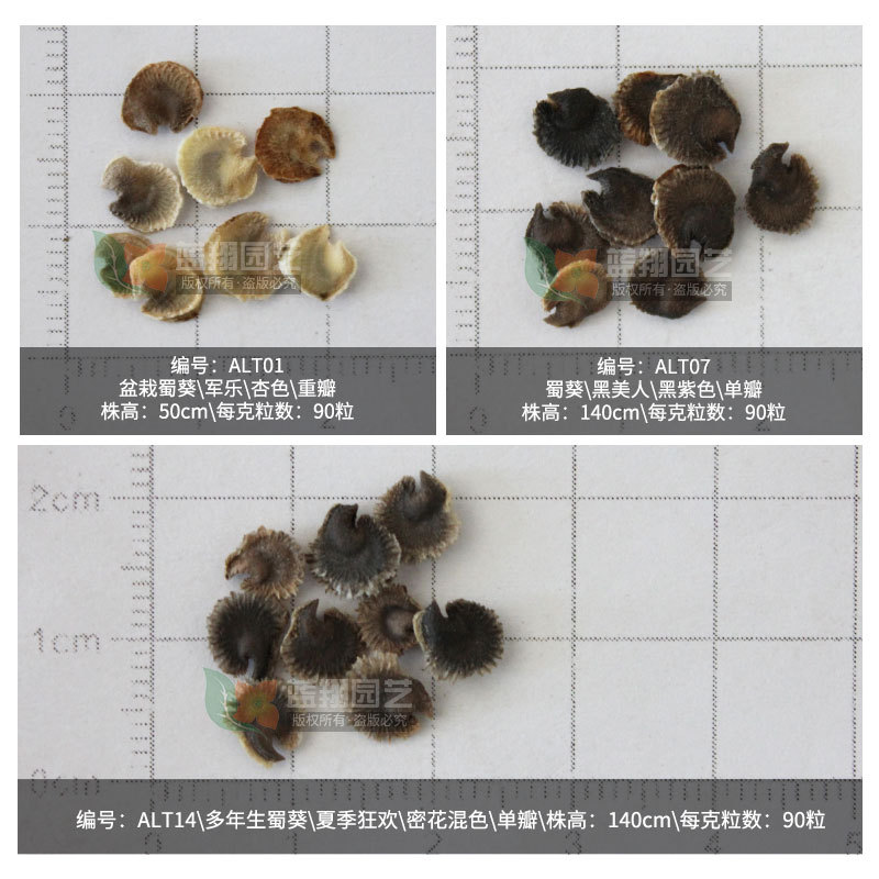 Hollyhol seed engineering green seeds