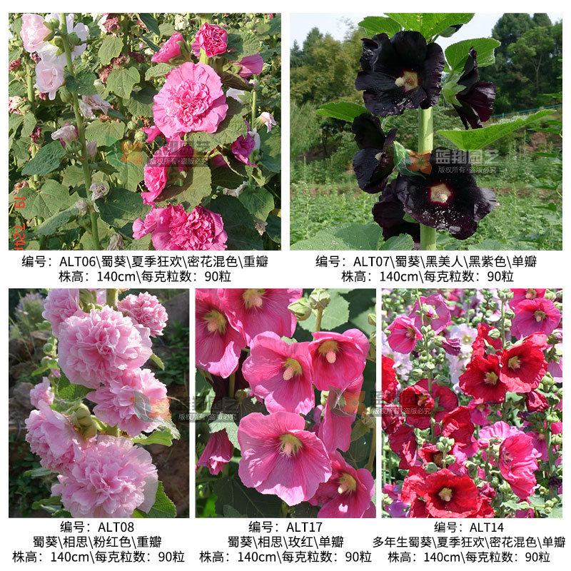 Hollyhol seed engineering green seeds