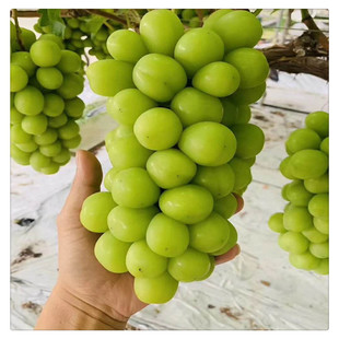 ꖹ�õ����������� 3309�޽�ꖹ�õ�� ���جF���� �ĺ���ľ 5bb