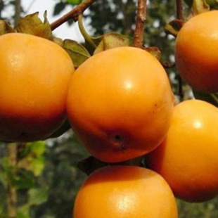 ֱ�N1���ּ޽���Ʒ�N������������ ���ش�������1����������