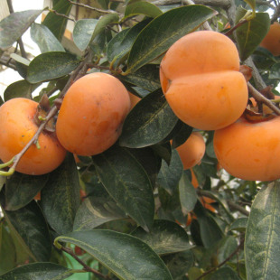 �ϱ����Nֲ�޽ӟ��\������ �F�ڬF�u����ֱ�N���Ե������Ә���