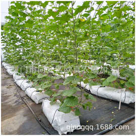 厂家销售番茄黄瓜西瓜有机无土栽培生长袋 长条黑白种植