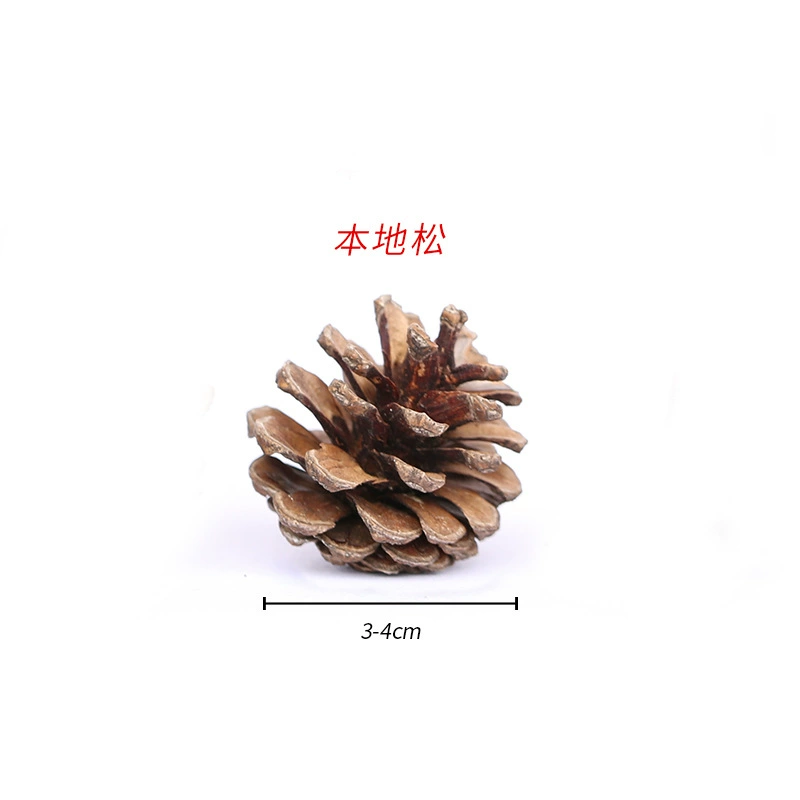 ➻Pine cones, natural pine cones, American pine, local pine, pine cones, Dalintou, pine flowers, pine cone crafts