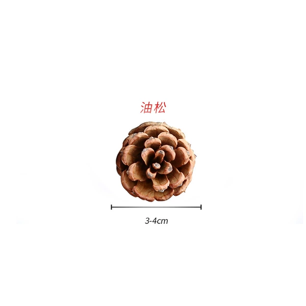 ✷◎◎◎◎✷Pine 3-4CM✷◎◎◎◎✷