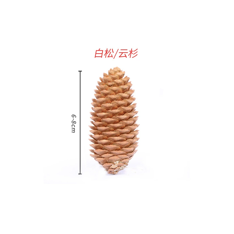 ➻Pine cones, natural pine cones, American pine, local pine, pine cones, Dalintou, pine flowers, pine cone crafts