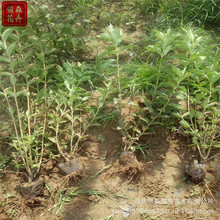 锦带红王子室外花树带耐寒耐热绿化苗木庭院景叶植物耐寒锦带树苗