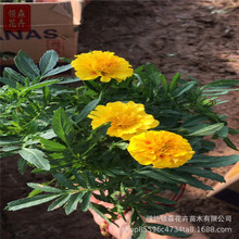 ɽ|ؿȸݱ Ј@ֹc[ ȸݷNă