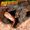 Climbing pets to avoid cave turtles, lizard lizard guarding palace to avoid the house scorpion spider crawler landscaping bark cave climbing platform