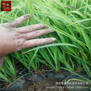 ��ݻ��ļ��_���ͺ�����������Խ����޵ر�ֲ�����n�ݴ����