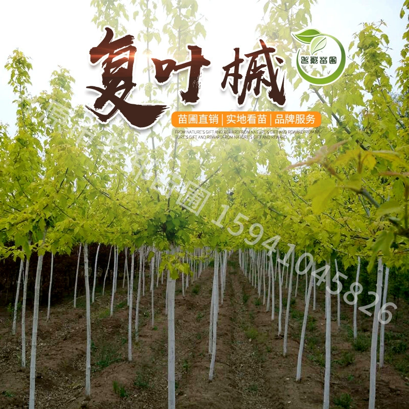 Golden Leaf Acer 2024 Питомник Оптовая продажа Golden Leaf Acer Холодостойкие цветные листовые деревья