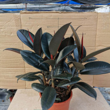 ����ֱ��С������Ƥ������ϵ���҃���G�����w�^�~�Gֲֲ��