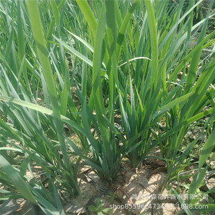 �R�m���R�A ���ݻ������l���󃞻� Ʒ�N�Rȫ���^�쾰���̾G����