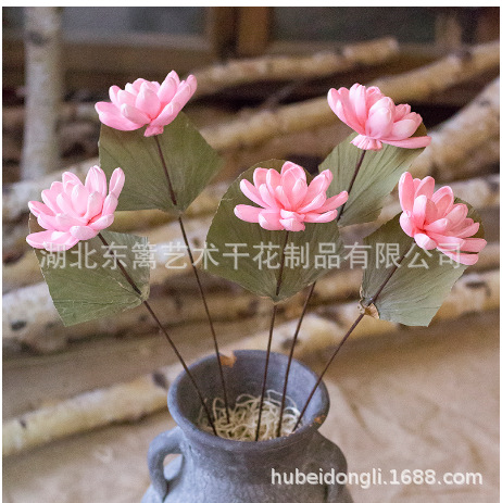 Lirio de agua planta fresca casa Café Bar tienda decoración del arte ramo flores secas loto Decoración