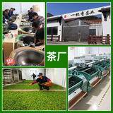 Чай Лунцзин, зеленый чай, красный (черный) чай, оптовые продажи