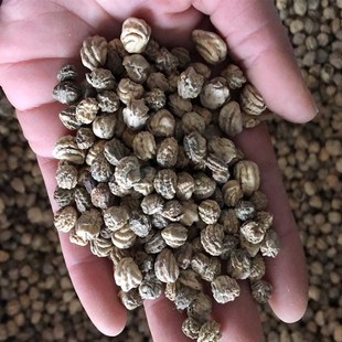 Wholesale Newly Harvested Nasturtium Seeds, Flowering Nasturtium Flower Seeds, Nasturtium Seeds with Excellent Germination Rate