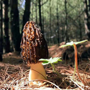 �֮���ȹ�������r�߲˸�ԭ������rʳ�þ�����Ǿ�����ɽ��