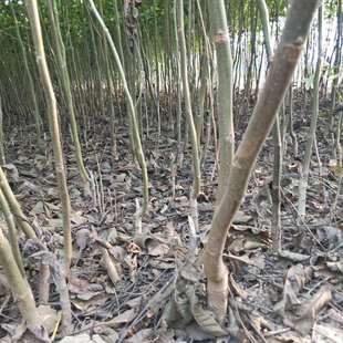 ���lռ��3���ֺ��Ҙ��� �R�Ӵ�Ҏ������� �F�ڬF�u3���ֺ��Ҙ�