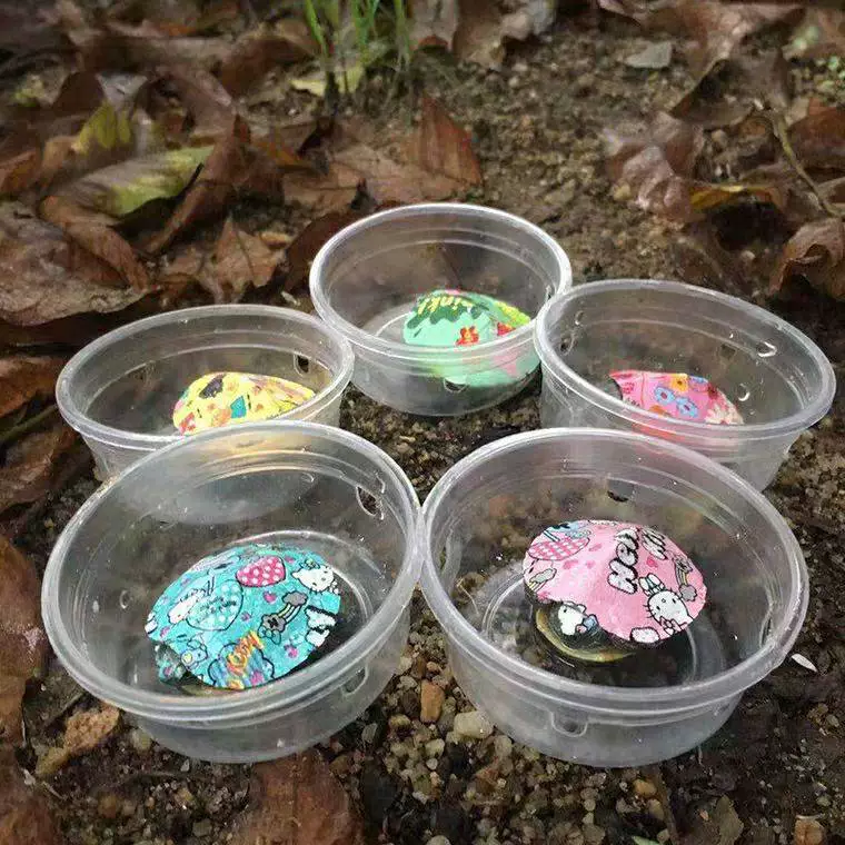 Мелкие разноцветные бразильские черепахи от производителя в наличии, яркие живые черепахи для выставок, черепахи для разведения, различные размеры бразильских черепах.