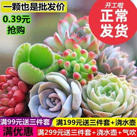 仙人掌及多肉;栽培基质;盆栽