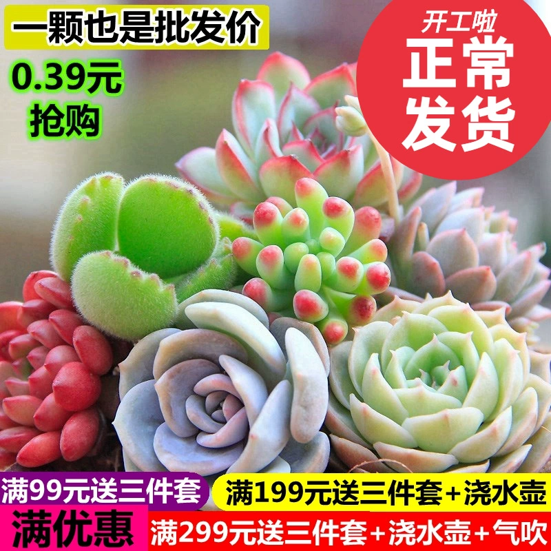 Ссуккуленты оптовые мелкие мясистые маленькие горшечные мясные растения