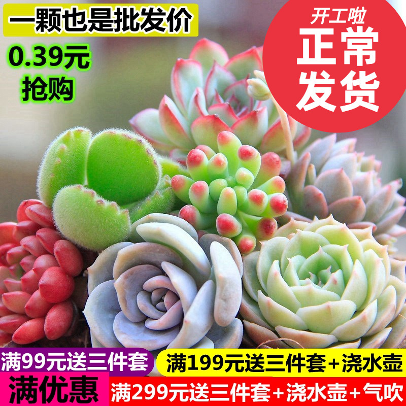 Succulent Plants Wholesale Small Succulent Small Potted Succulent Plants Lithops Jade Dew Base Self-Produced and Sold with Free Shipping