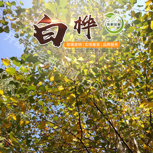 �F��ט兲���ט����ט��U�b��ϱ����L���е���a�ذט���