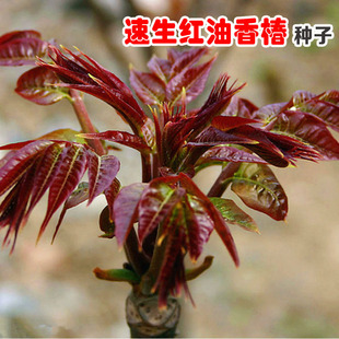 �㴻�N�������t���㴻�N���ļ����r���̨���߲˷N�Ӽt�~�㴺�N��