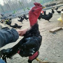 景区观赏斗鸡比赛项目越南纯种斗鸡苗市场批发价格出售脱温斗鸡苗