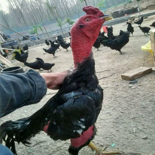 哪里有卖景区观赏斗鸡比赛项目越南纯种斗鸡苗市场批发价格斗鸡苗