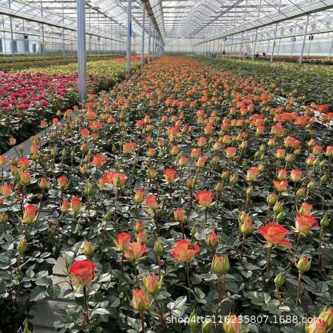 Разнообразная рассада Мини-Роз из Юньнани с европейской луной, четырехсезонная Цветущая рассада микро-Роз, новый многодиарный микс и сочетание