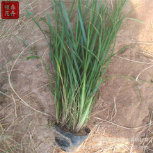 小兔子狼尾草盆栽青叶兔尾顶喜阳耐寒庭院阳台观赏多年生植物