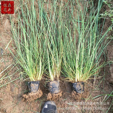 小兔子狼尾草盆栽青叶兔尾顶喜阳耐寒庭院阳台观赏多年生植物