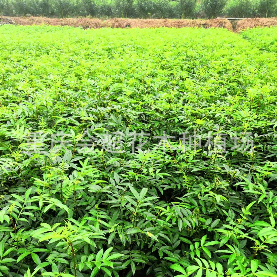 Оптовая продажа рассады чистого перца, рассады зеленого перца с девятью листьями, высококачественной и высокопродуктивной рассады перца с рынка рассады перца.