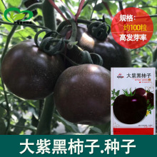 大紫黑柿子番茄种子批发 农田菜园中早熟酸甜黑西红柿蔬菜籽