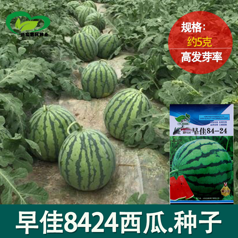 Zaojia 8424 Watermelon Seeds Farmland Vegetable Garden Early Maturing Hybrid Sweet Crisp Round Watermelon Seeds Fruit Watermelon Seeds