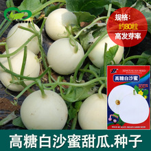 糖白沙蜜甜瓜种子 农田菜园早熟皮薄肉厚嫩脆清香白皮甜瓜籽