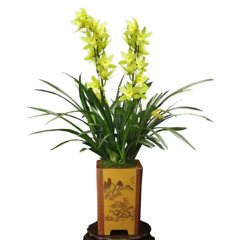 Орхидея золотистая лепестковая в горшке, комнатное растение для гостиной, свежая орхидея напрямую с фермы, корпоративный подарок