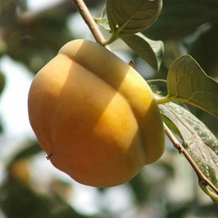 ���جF؛Ʒ�N���Ә��� һ���ּ޽����Ә��� �F�ڬF�u������