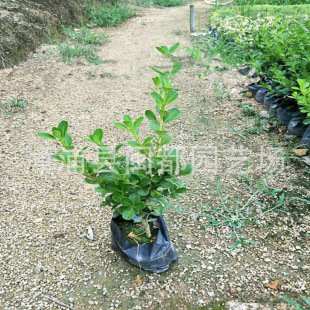 �����S�� �I�B���� ��� 40cm ���޼� ���@�����G�h�� �F؛���l