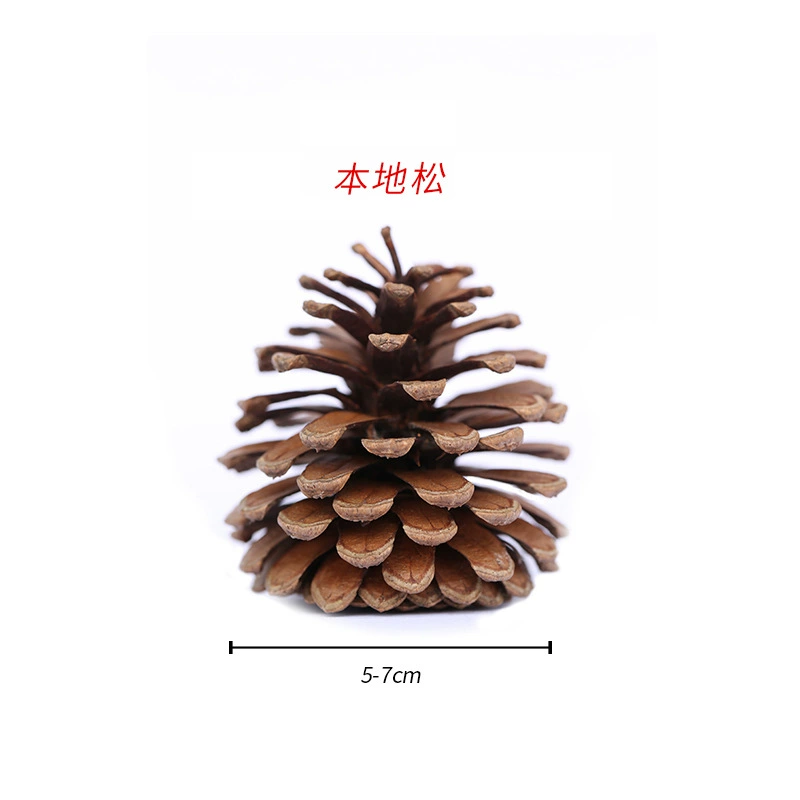 ➻Pine cones, natural pine cones, American pine, local pine, pine cones, Dalintou, pine flowers, pine cone crafts