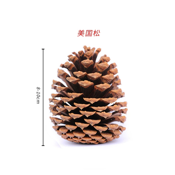 ✷◎◎◎◎✷American pine 8-10CM✷◎◎◎◎✷
