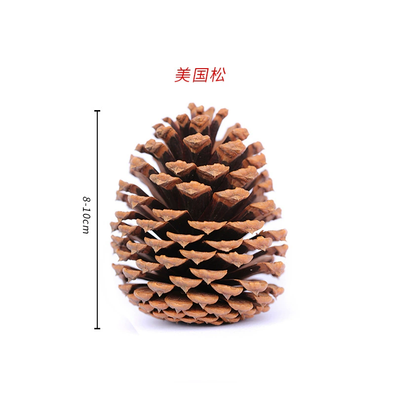 ➻Pine cones, natural pine cones, American pine, local pine, pine cones, Dalintou, pine flowers, pine cone crafts
